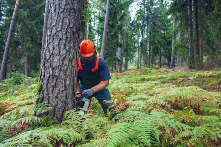 tree removal services Inner West